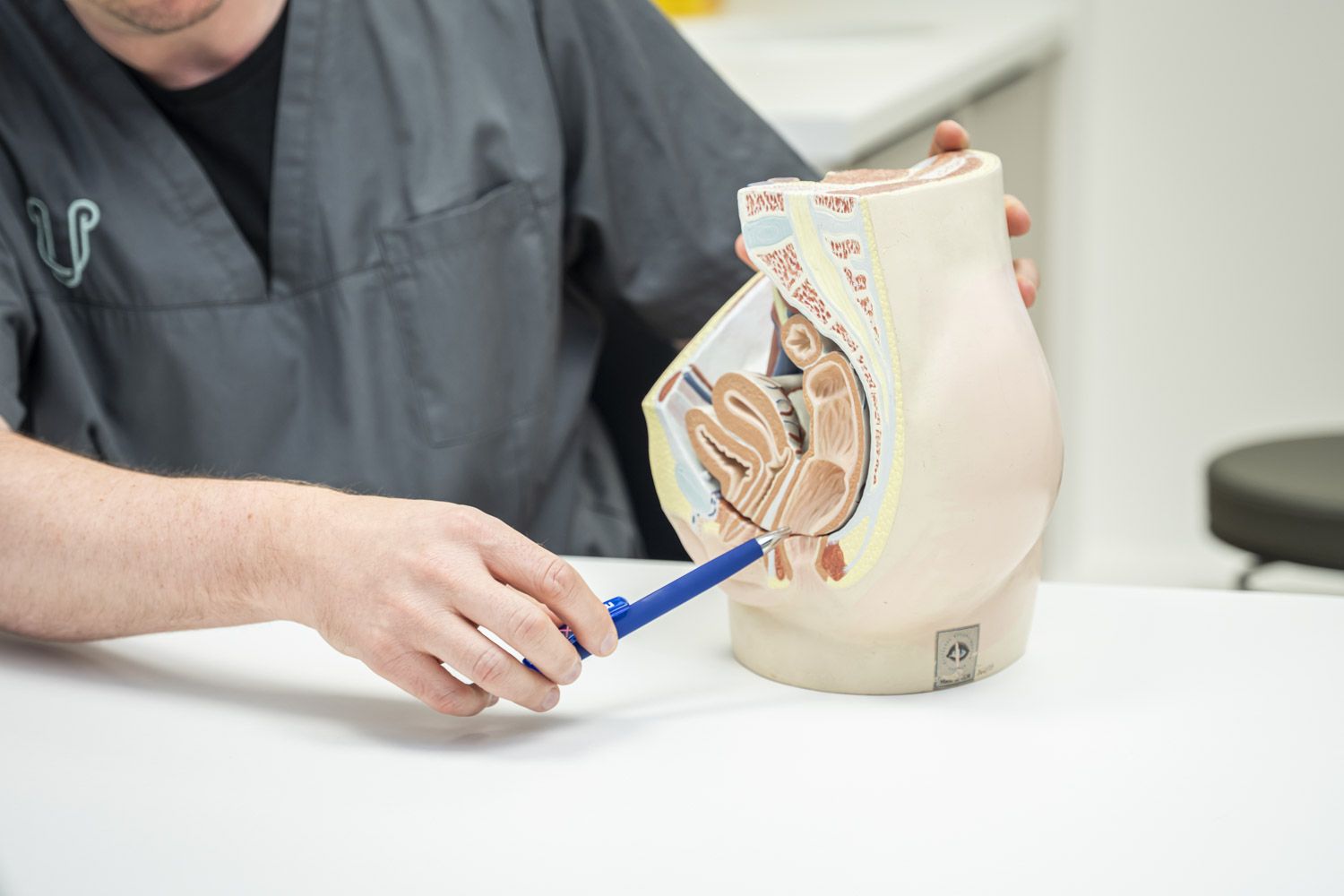 Anatomiemodell der männlichen Beckenorgane in der Urologie² Hamm